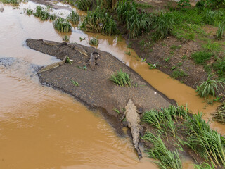 Beautiful aerial view of the crocodiles in the tarcoles river in Costa Rica