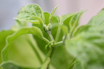 Fototapeta na wymiar seedlings of pepper