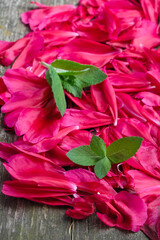   Pink peony petals and mint on an old wooden surface.  Vertical image.