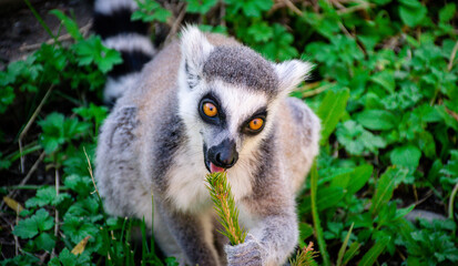 ring tailed lemur in the grass eating a branch