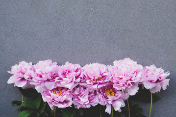 Fresh beautiful pink peony flowers in full bloom on grey concrete background.