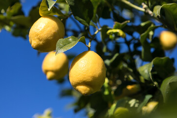 Siracusa lemon cultivar Femminello on field