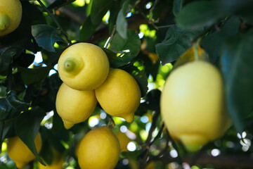 Siracusa lemon cultivar Femminello on field