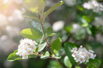 Natural floral background. White flowers on a branch. Blooming Chokeberry