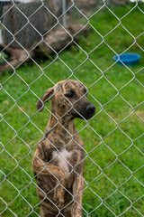 Stay dog shelter, homeless dog, abandoned looking for adoptions