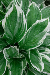 Green leaves with rain drops texture background. Natural background and wallpaper. Leaves of hosta (funkia) with wavy white patterns
