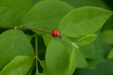 Red ladybird on the green leaves. Ladybug on the green plant. Macro image
