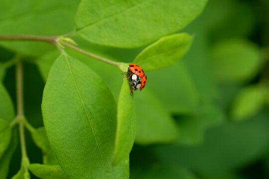 Ladybug on the green plant. Red ladybird on the green leaves. Macro image