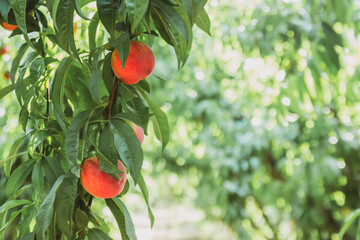 organic peaches in the branch