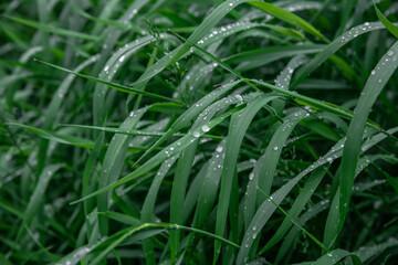 Fototapeta na wymiar Green grass with drops of dew texture background. Natural background and wallpaper