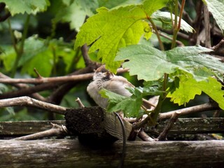 a little sparrow on a branch