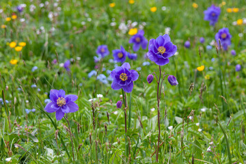 Obraz premium wild blue Aquilegia in the Altai mountains