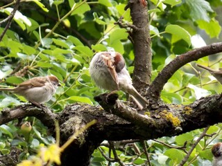 little sparrows on a tree