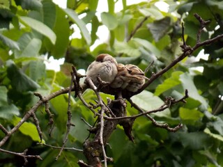 Obraz premium little sparrows on a tree