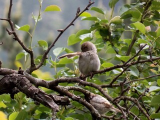 the little sparrow on the branches is being cleaned
