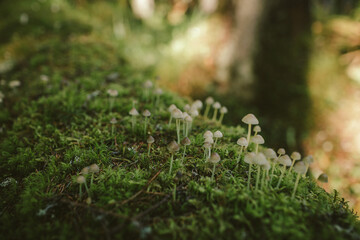 A close up of some grass