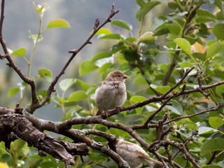 a little sparrow on a branch