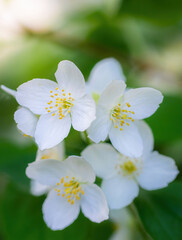 Fototapeta na wymiar Twig with white jasmine flower in spring