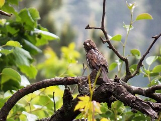 the little sparrow on the branches is being cleaned