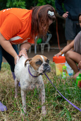 Stay dog shelter, homeless dog, abandoned looking for adoptions