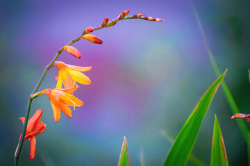 Vibrant orange Crocosmia flowers.