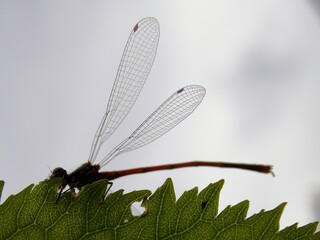 thin wings of a dragonfly