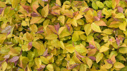 The leaves of a spirea (Spiraea japonica 