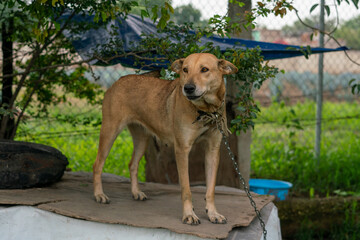 Stay dog shelter, homeless dog, abandoned looking for adoptions