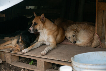 Stay dog shelter, homeless dog, abandoned looking for adoptions