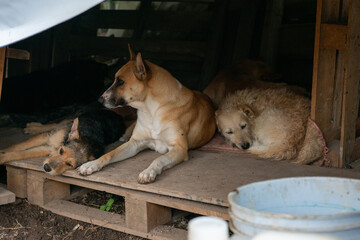 Stay dog shelter, homeless dog, abandoned looking for adoptions