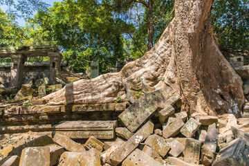 Beng Mealea temple ruins and banyan tree, the Angkor Wat style located east of the main group of temples at Angkor, Siem Reap, Cambodia.