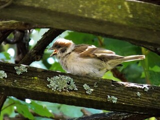 little sparrow on a board