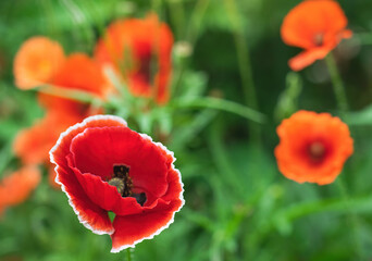 Red poppy flower back lit