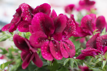 Fuchsia flower with little raindrops