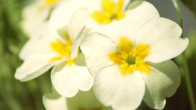 Yellow primrose flowers, close up. Early spring garden.