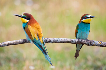 Couple of bee-eaters on a branch