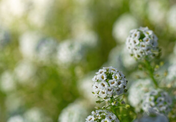 Flowers are alyssum close-up