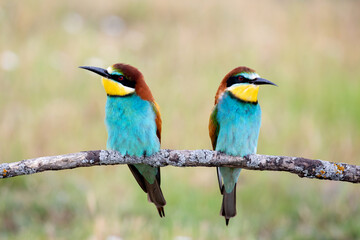 Couple of bee-eaters on a branch