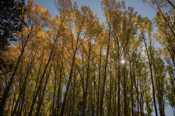 Big trees yellow and green