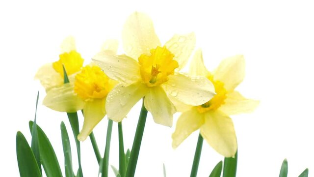 Yellow daffodils flowers on a white background in spring garden