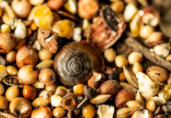Macro of snail shell and corn for backgrounds