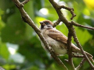 a little sparrow on a branch