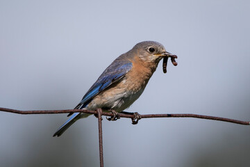bluebird on a wire with worm