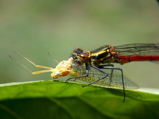 the dragonfly eats the beetle
