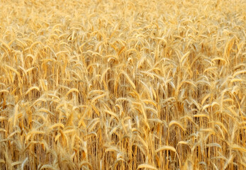 Fondo campo de trigo