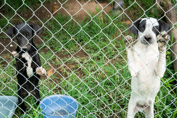 Stay dog shelter, homeless dog, abandoned looking for adoptions