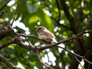 a little sparrow on a branch