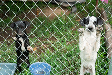 Stay dog shelter, homeless dog, abandoned looking for adoptions