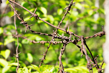 Barbed wire on sunny greenery background. Barbed wire under sunshine. Water drops on sharp wire knots. Garden fence protecting property. Black wire border. Nature boundaries and sunny freedom concept