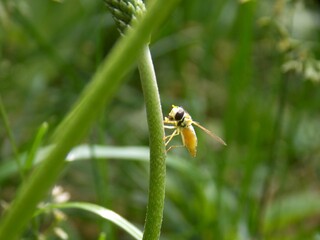 small wasp on the plant